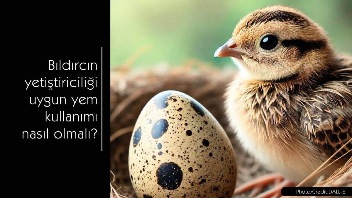 Bıldırcın yetiştiriciliği ve uygun yem kullanımı - MVC Organic Yem
