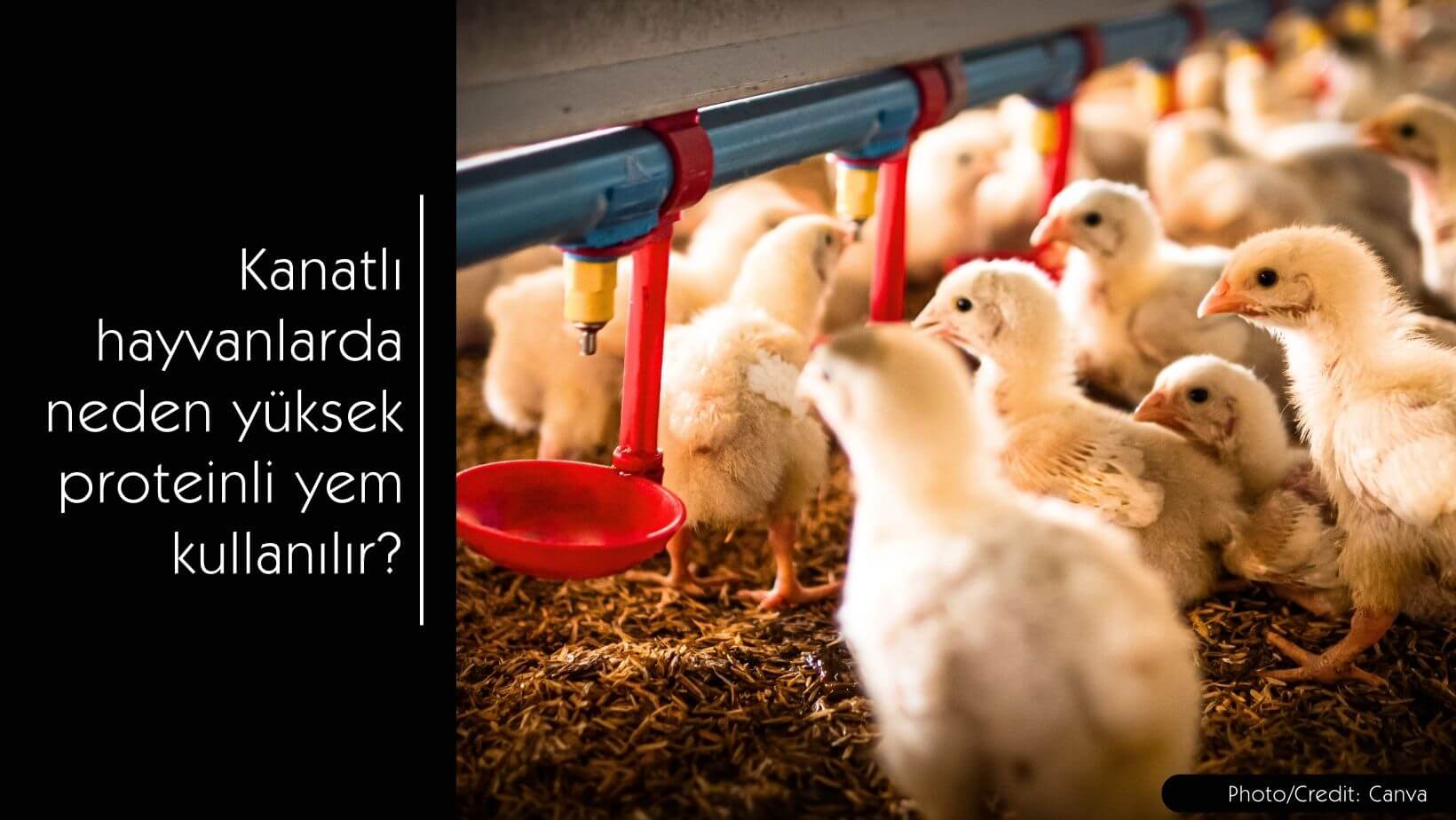 Kanatlı hayvanlarda neden yüksek proteinli yem kullanılır? - MVC Organic Yem