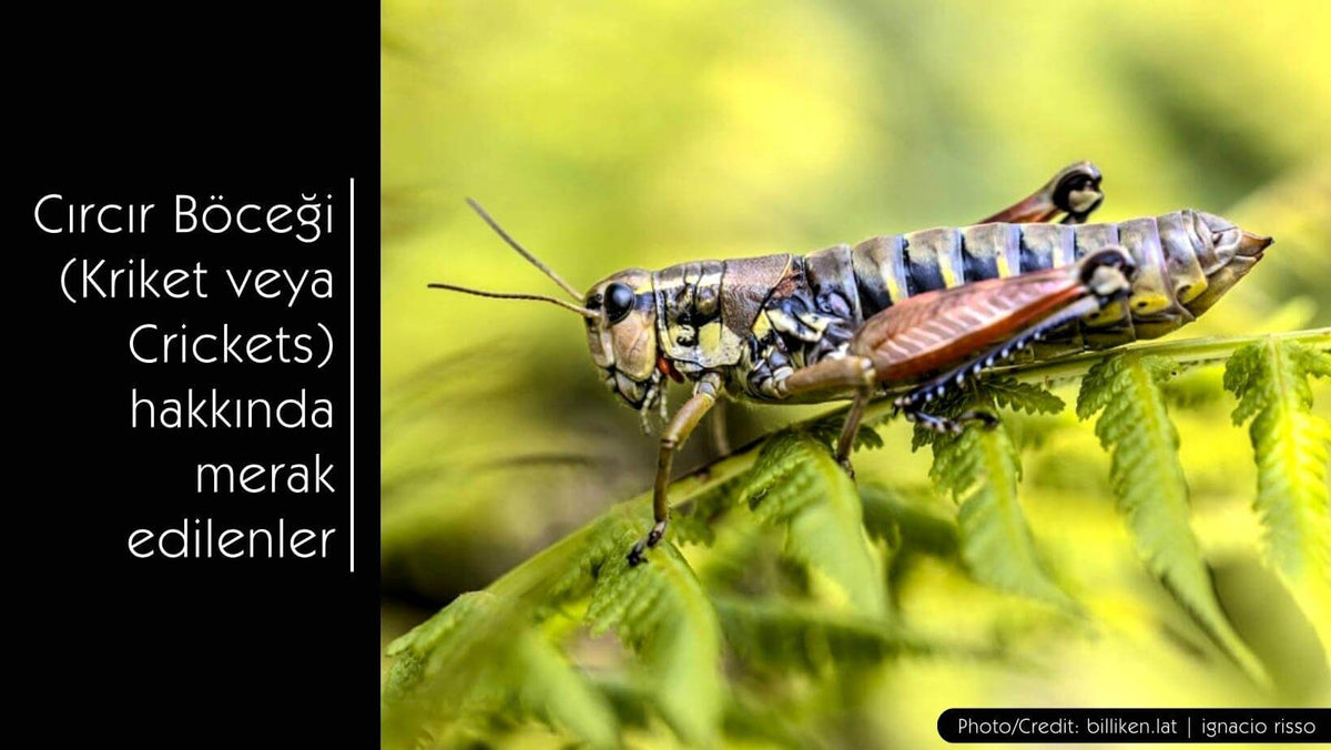 Cırcır Böceği (Kriket veya Crickets) hakkında merak edilenler - MVC Organic Yem