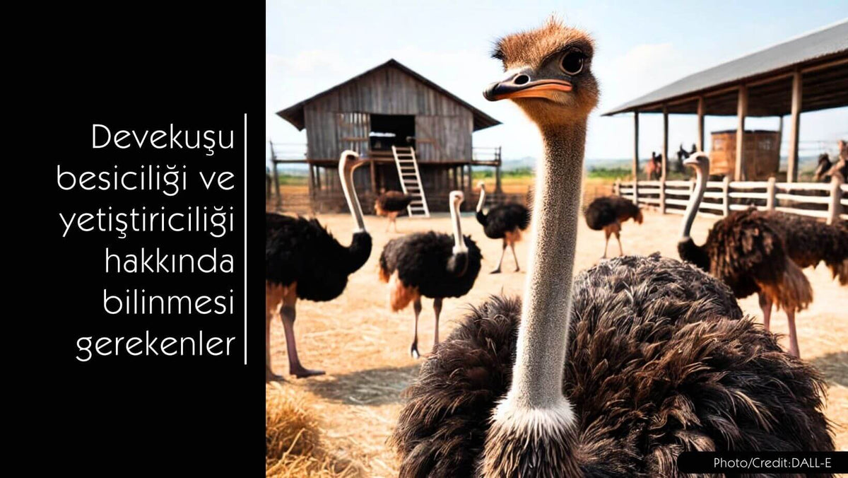 Devekuşu besiciliği ve yetiştiriciliği - MVC Organic Yem