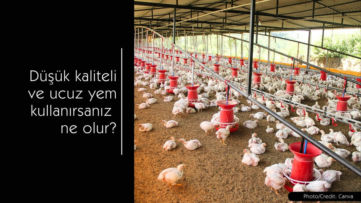 Düşük kaliteli ve ucuz yem kullanırsanız ne olur? - MVC Organic Yem