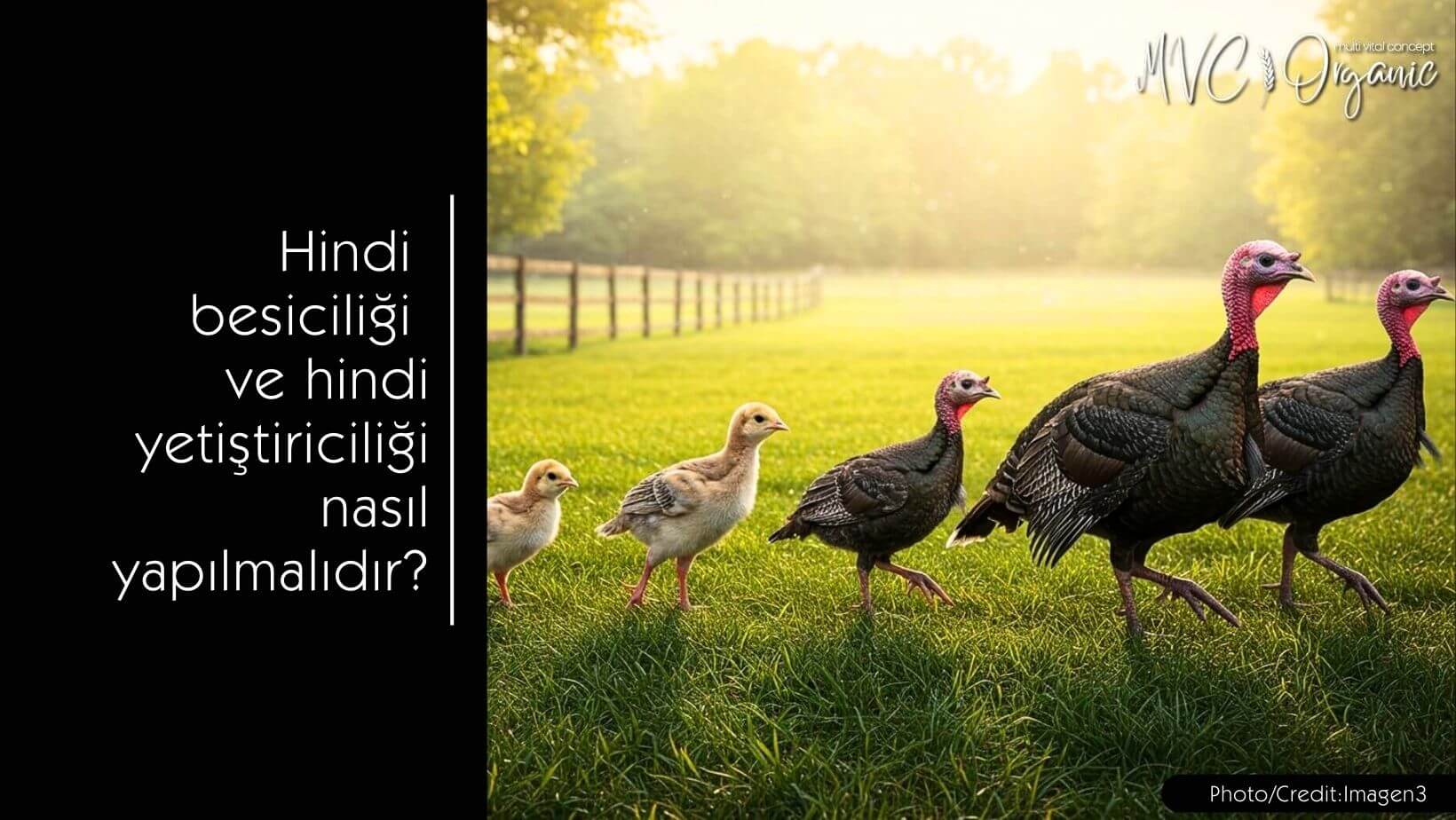 Hindi besiciliği ve hindi yetiştiriciliği nasıl yapılmalıdır? - MVC Organic Yem