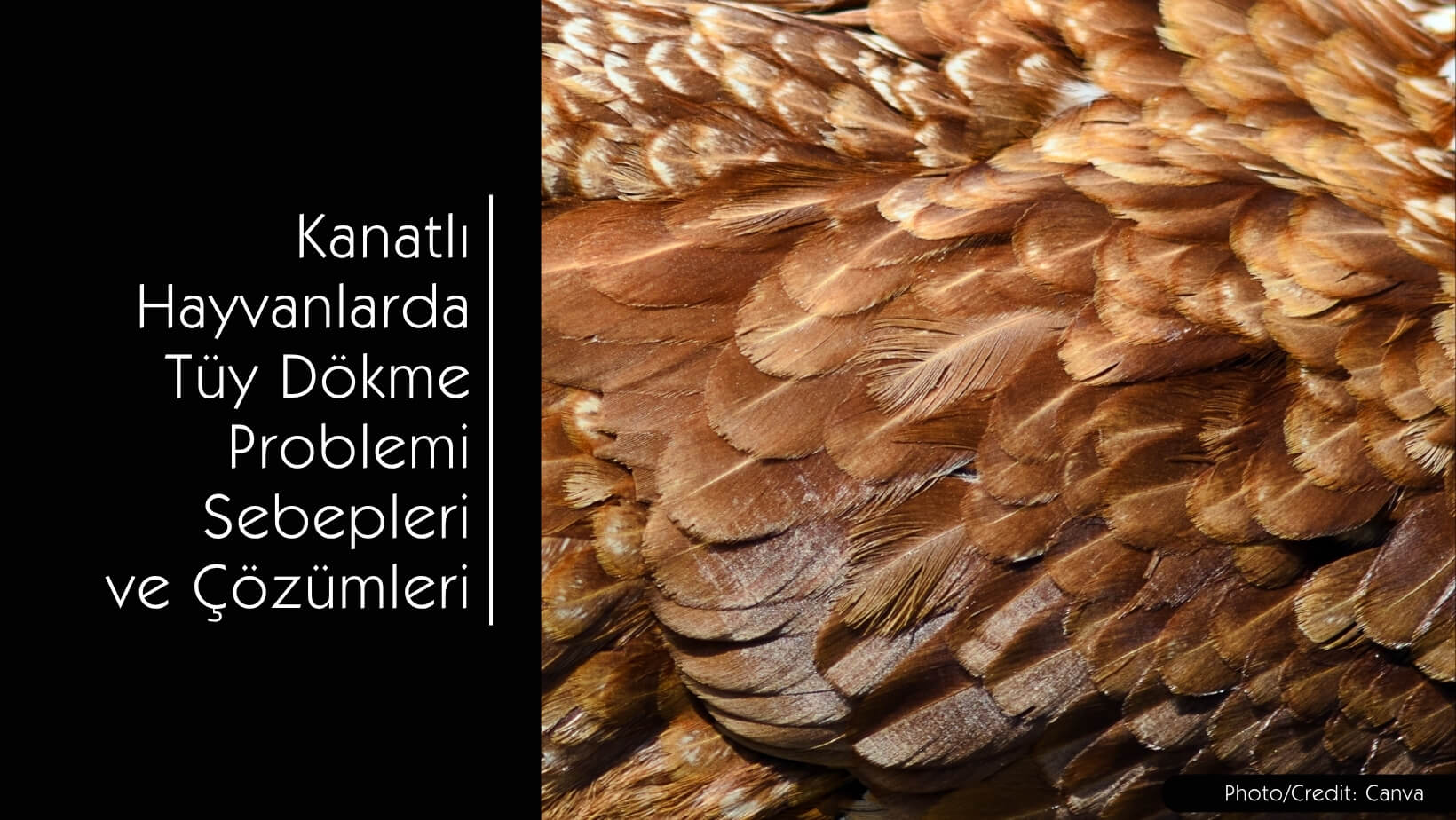Kanatlılarda Tüy Dökme Problemi - Sebepleri - Çözümleri - MVC Organic Yem