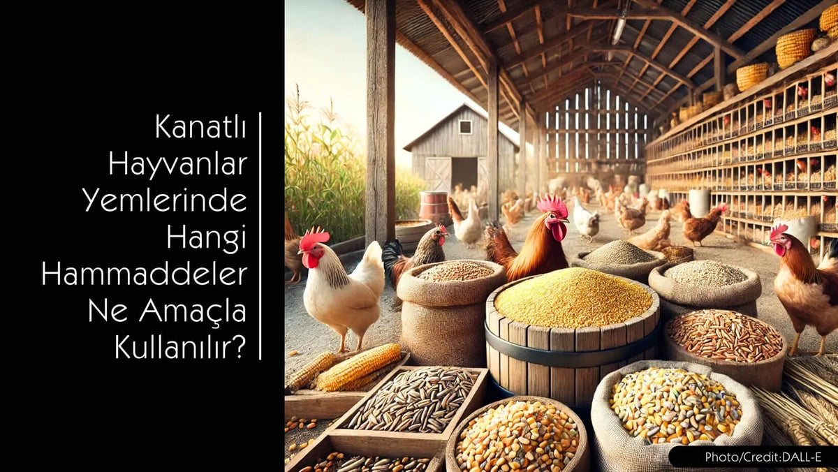 Kanatlı Hayvan Yemleri için Hangi Hammaddeler Kullanılır? - MVC Organic Yem