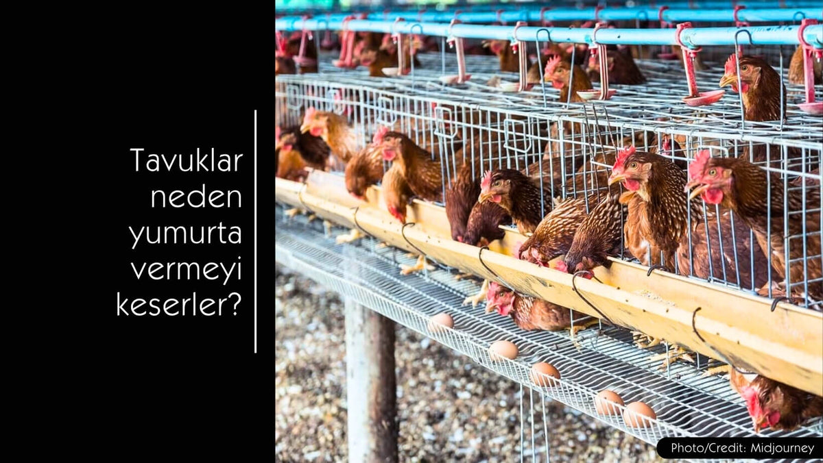 Tavuklar neden yumurta vermeyi keserler? - MVC Organic Yem