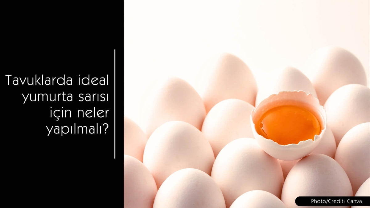 Tavuklarda ideal yumurta sarısı için neler yapılmalı? - MVC Organic Yem
