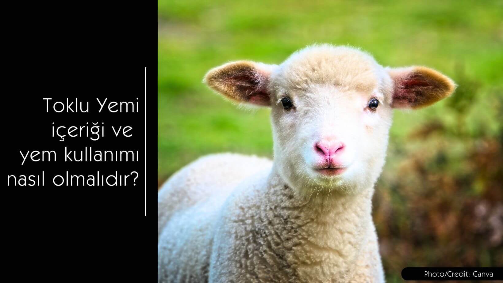 Toklu yemi nedir, yem içeriği ve kullanımı nasıl olmalıdır? - MVC Organic Yem