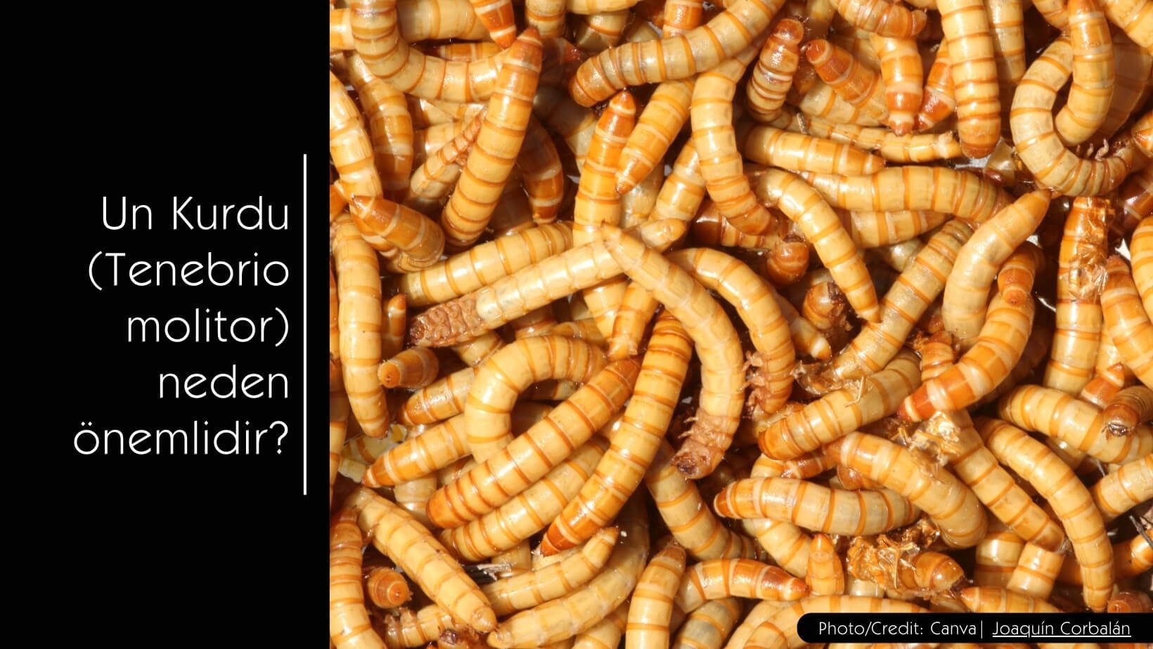 Un Kurdu (Tenebrio molitor) neden önemlidir? - MVC Organic Yem