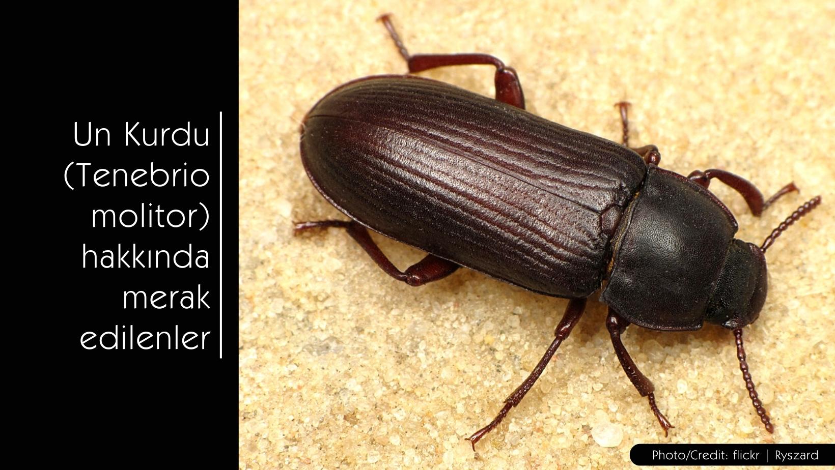 Un Kurdu (Tenebrio molitor) hakkında bilgiler