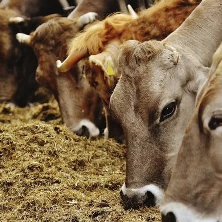 Büyükbaş Yemleri - MVC Organic Yem