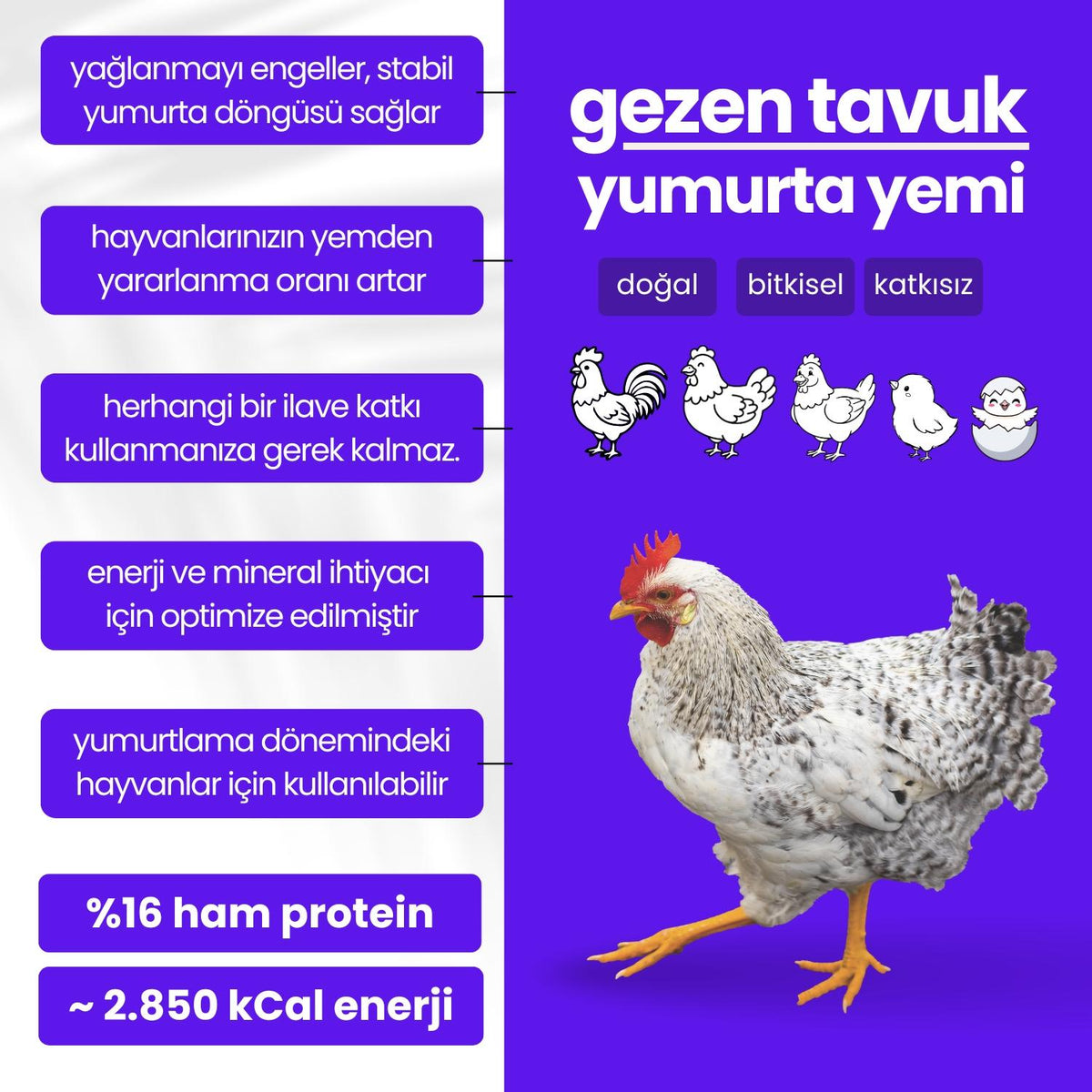 Yumurta Yemi - (16 Ham Protein)