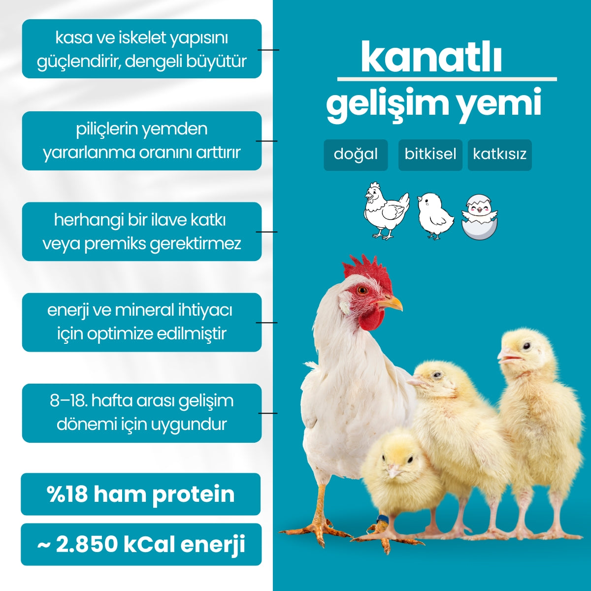 Yumurtacı Gelişim Yemi (18 Ham Protein)