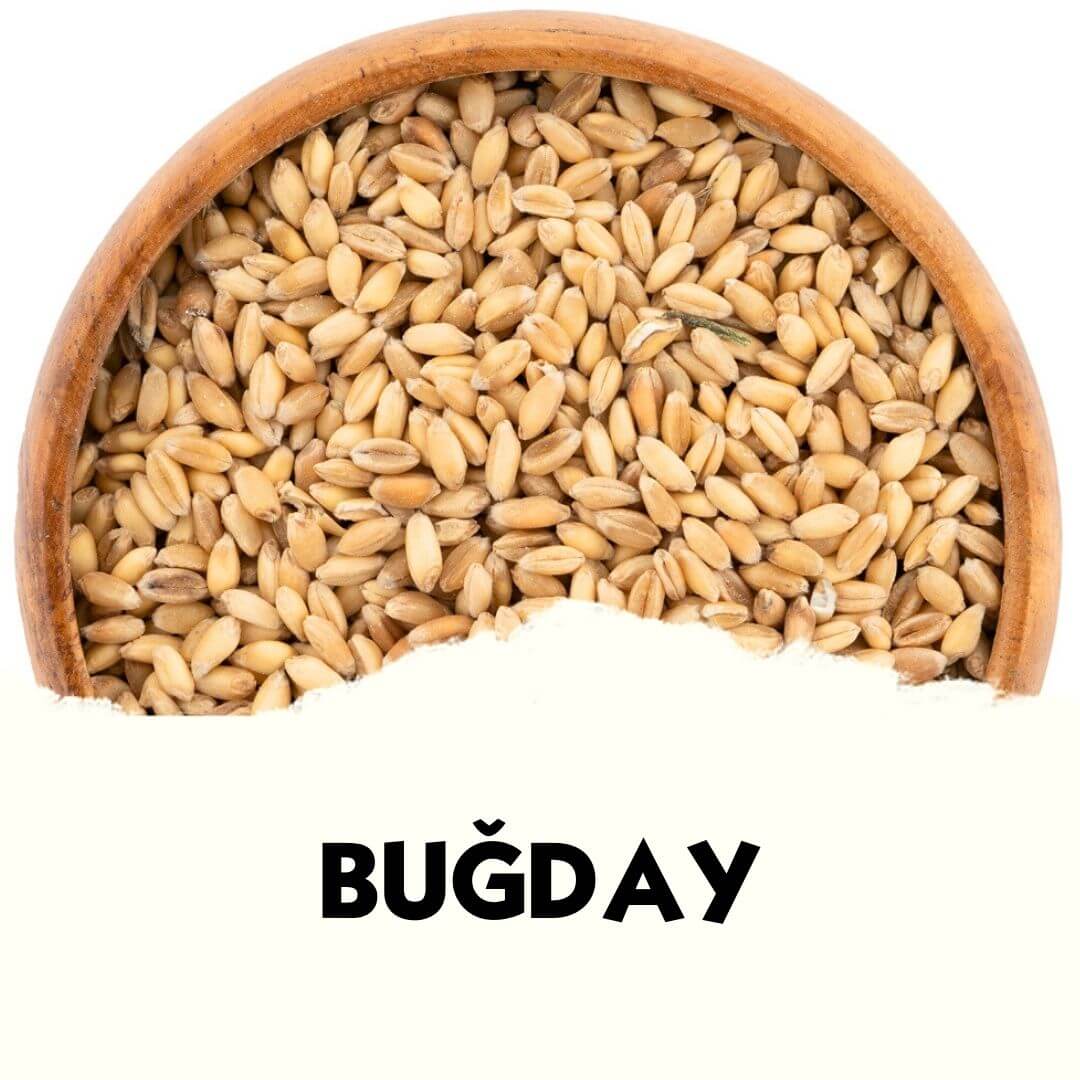Yemlik Buğday - Yem Hammaddeleri - MVC Organic - MVC Organic Yem