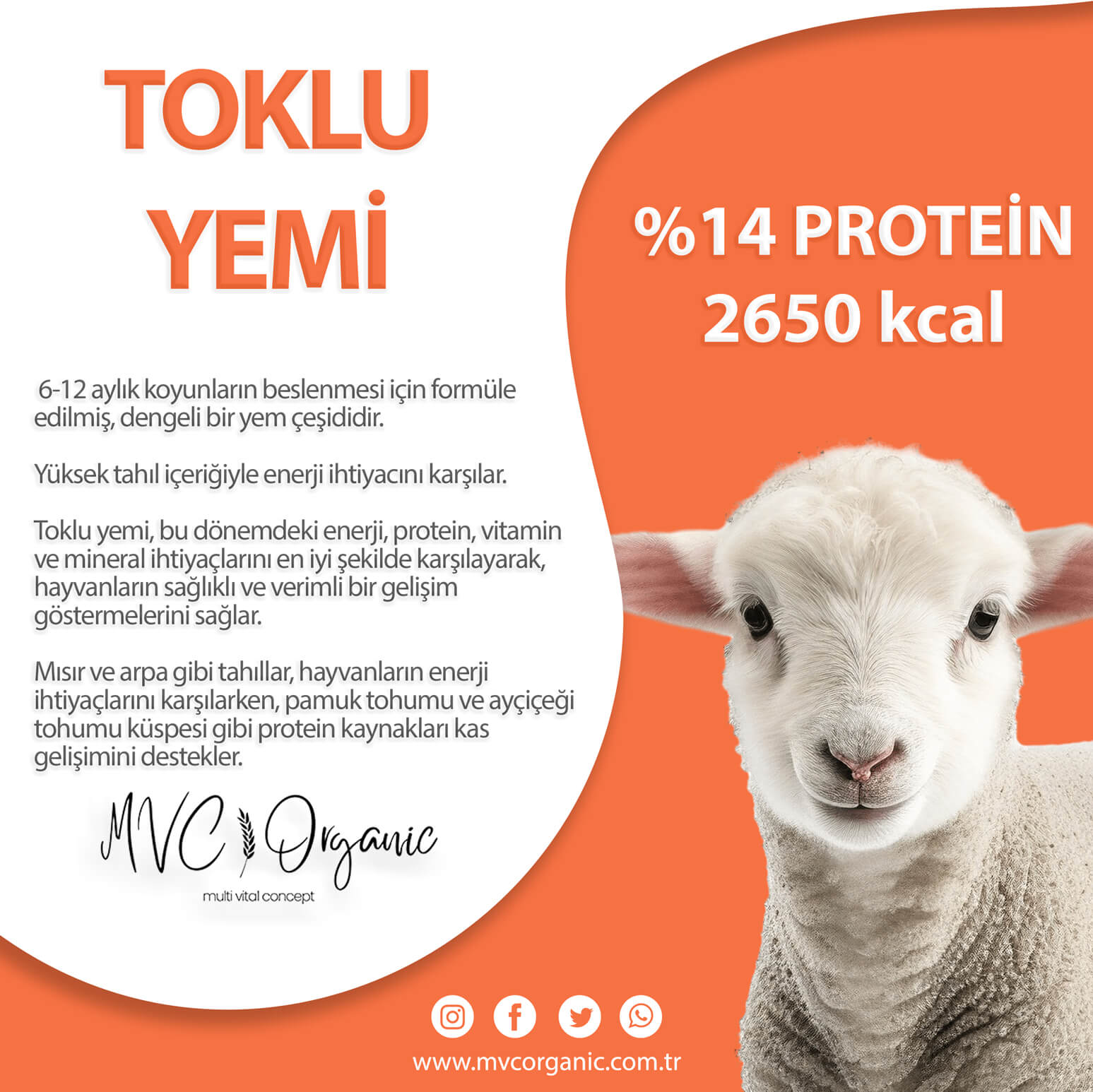 Tanıtım Görseli Toklu Yemi (14 Protein) - MVC Organic Yem
