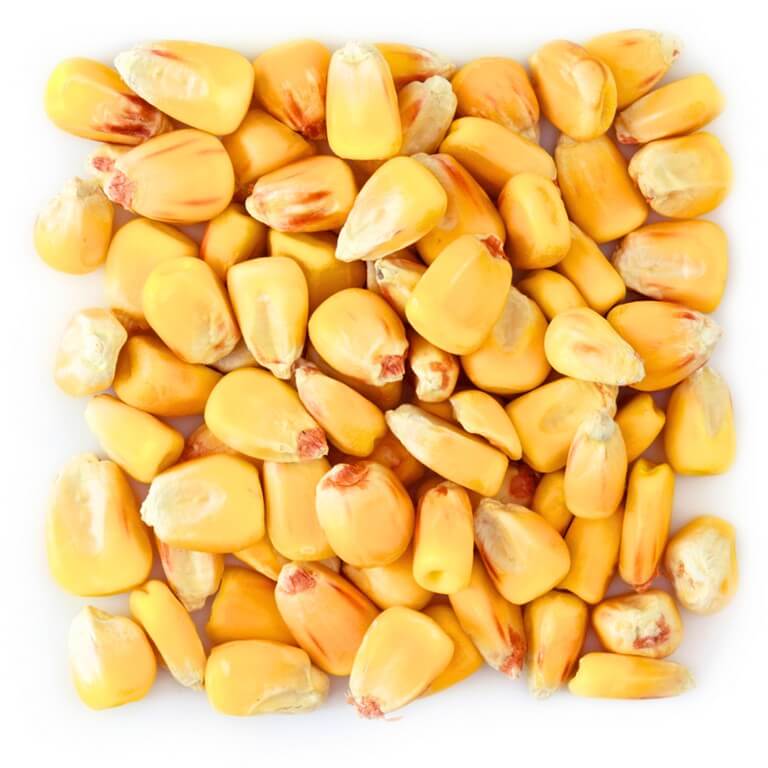 Yemlik Mısır - MVC Organic Yem
