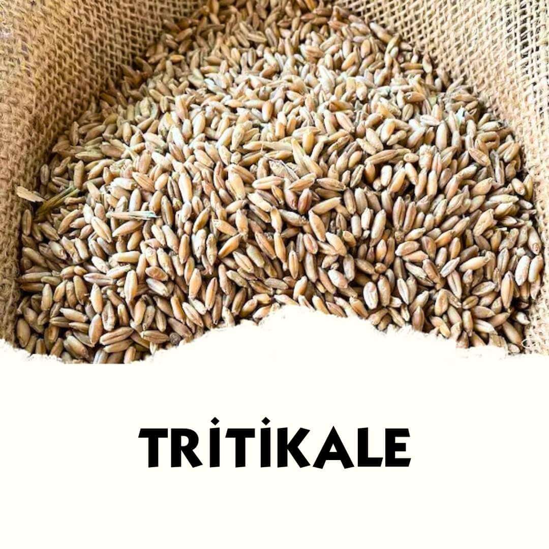 Tritikale - MVC Organic Yem