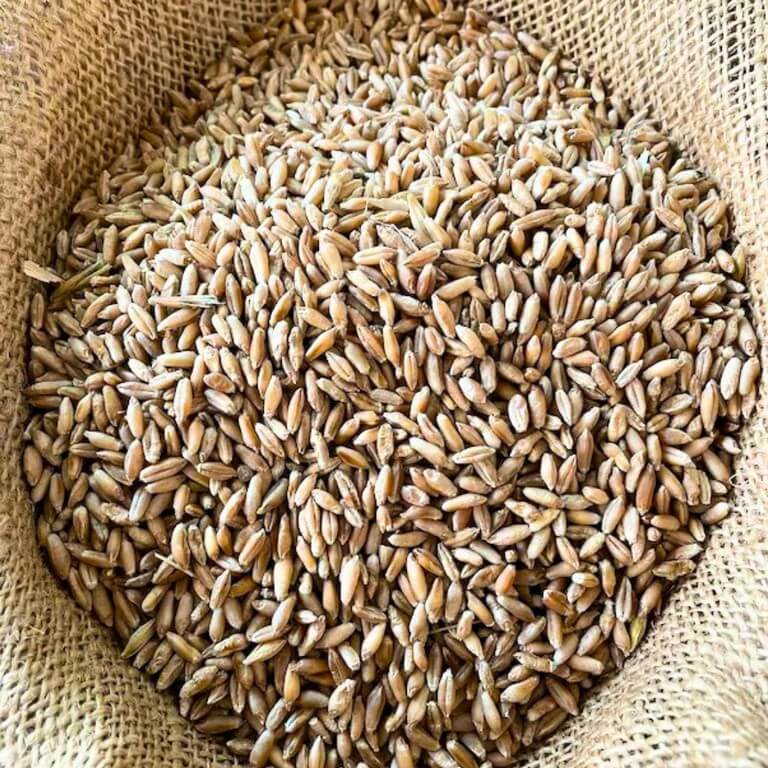 Tritikale - MVC Organic Yem