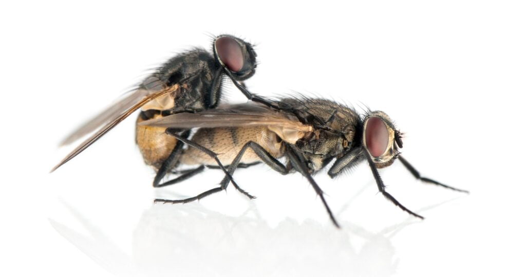 Ev Sineği - Kara Sinek (House Fly - Muscidae)
