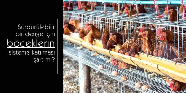 Tavuk çiftliğinde yem ile beslenen tavuklar