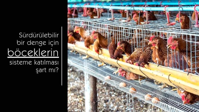 Tavuk çiftliğinde yem ile beslenen tavuklar