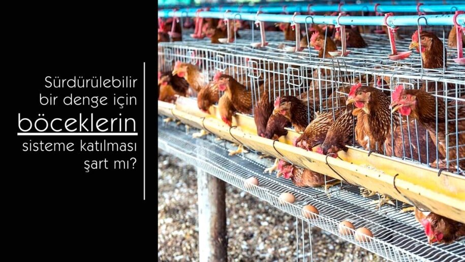 Tavuk çiftliğinde yem ile beslenen tavuklar