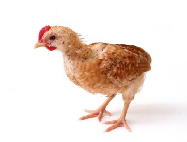 Tavuk ve Civciv dostlarımız ortalama ne kadar yem tüketiyor