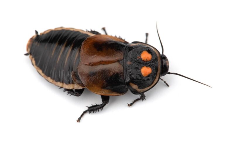 Giant cockroach isolated on white background