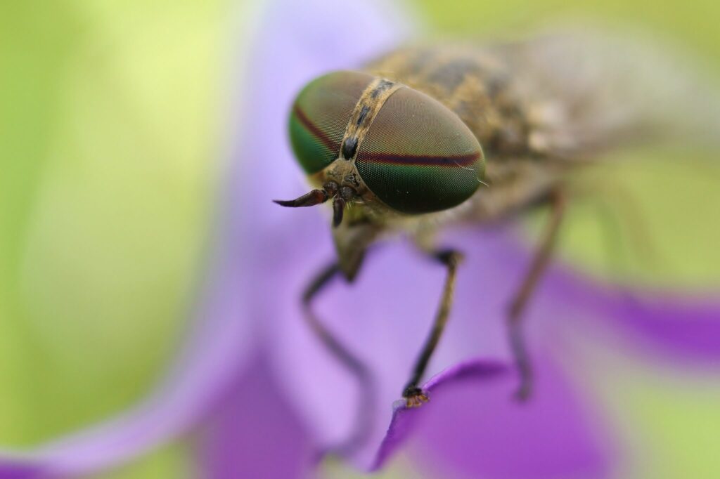At Sineği - Sığır Sineği (Horse fly - Tabanidae)