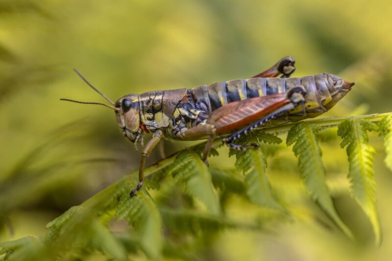 Cırcır Böceği (Kriket veya Crickets)