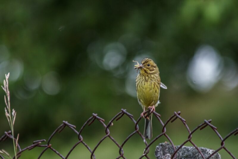 Bird with mouth full of insect's on a fence