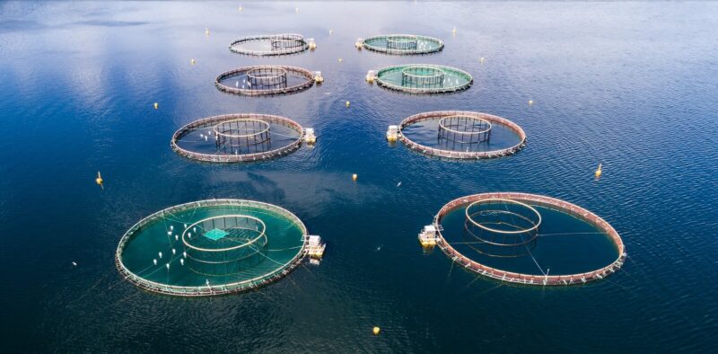 Is it a good idea to use insects as fish food?