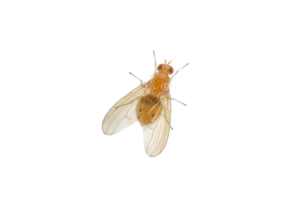 Meyve Sineği - Sirke Sineği (Fruit Fly - Drosophila)