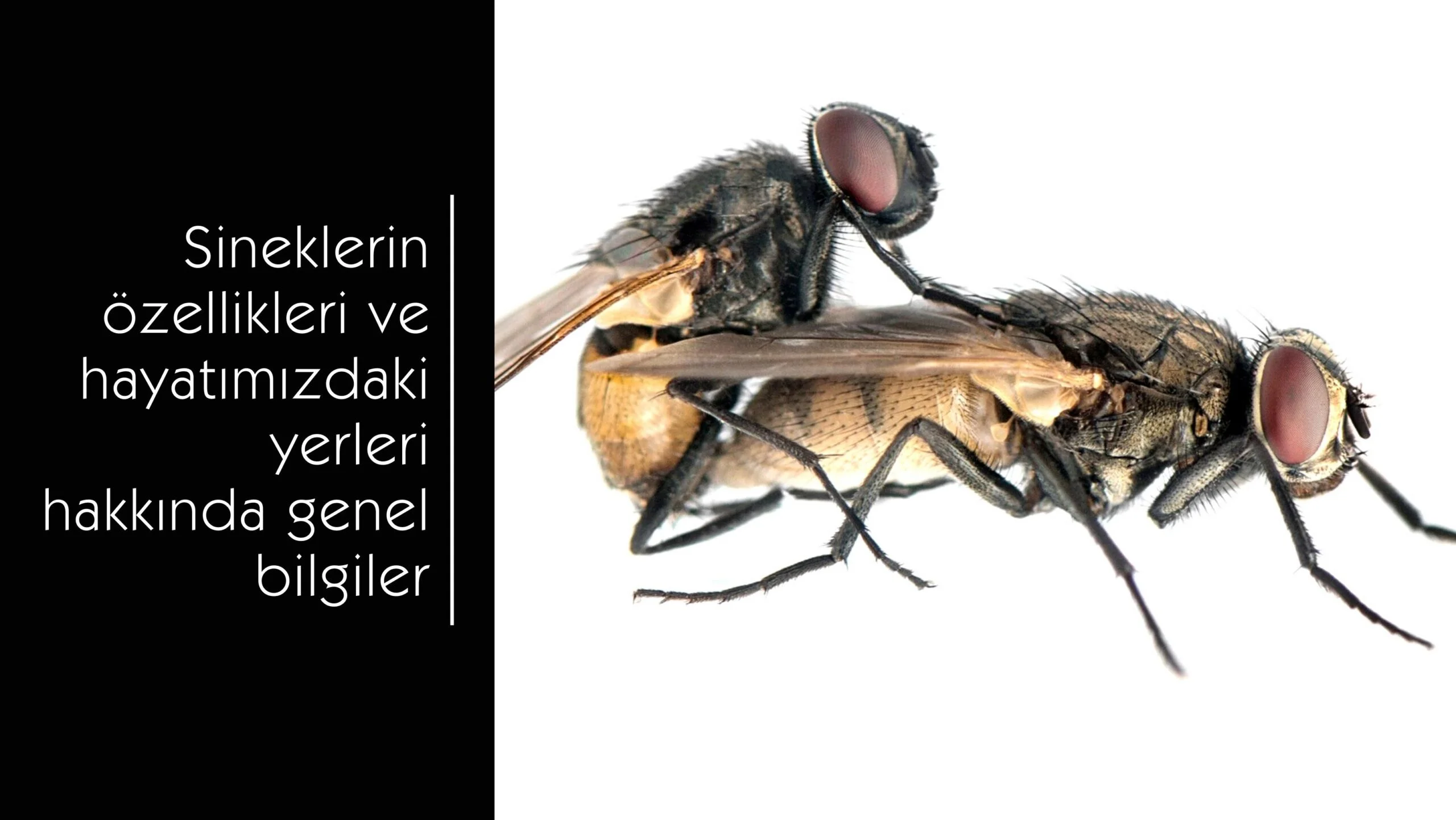 Sineklerin genel özellikleri ve hayatımızdaki yeri
