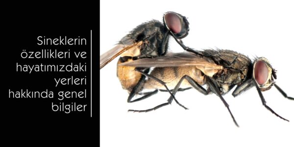 Sineklerin genel özellikleri ve hayatımızdaki yeri