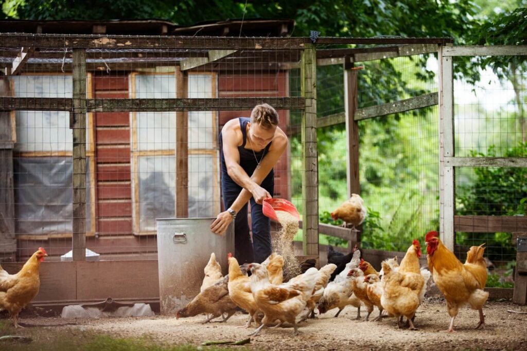 Hangi ülkeler hayvancılık yetiştiriciliğinde böcek türlerini kullanıyor?