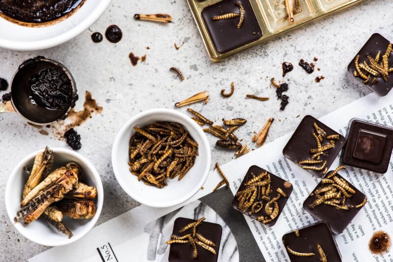 Which insect species are edible for human kind?