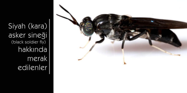 Siyah asker sineği (Black soldier fly) hakkında merak edilenler