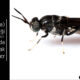 Siyah asker sineği (Black soldier fly) hakkında merak edilenler