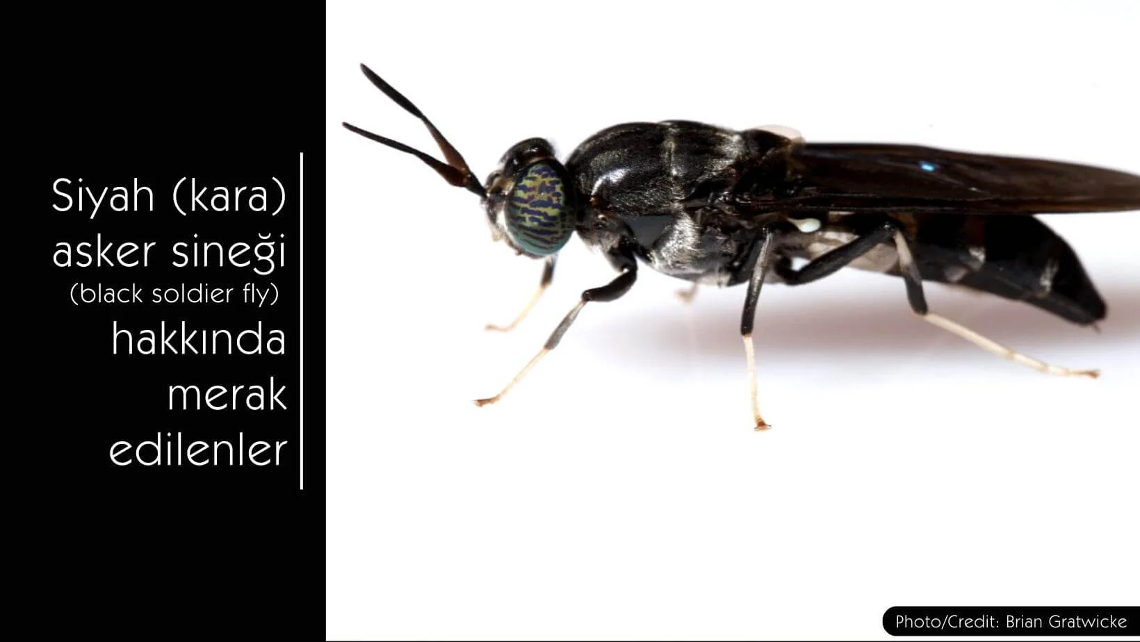 Siyah asker sineği (Black soldier fly) hakkında merak edilenler