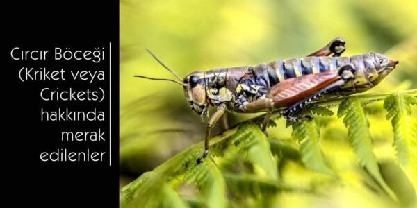 Cırcır Böceği (Kriket veya Crickets)