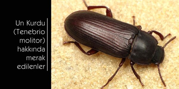 Un Kurdu (Mealworm – Tenebrio molitor)