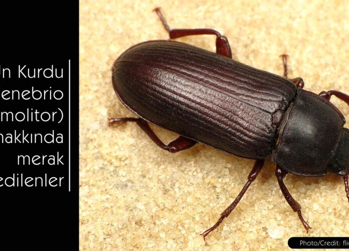 Un Kurdu (Mealworm – Tenebrio molitor)