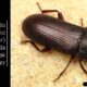 Un Kurdu (Mealworm – Tenebrio molitor)