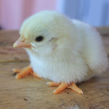 Kanatlı Hayvan Yemleri