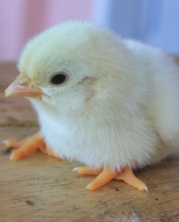 Kanatlı Hayvan Yemleri