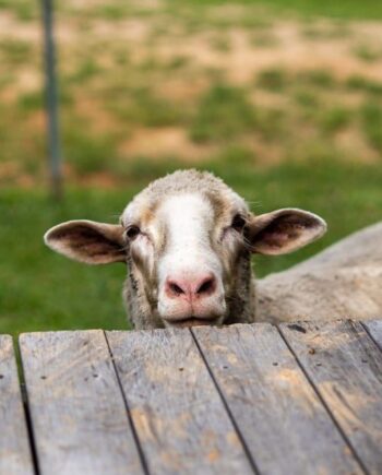 Küçükbaş Yemleri