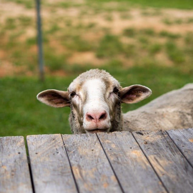 Küçükbaş Yemleri