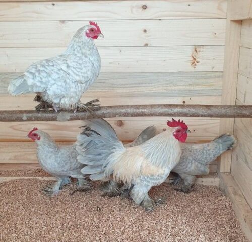 Etlik Piliç Yemi (20 HP) photo review