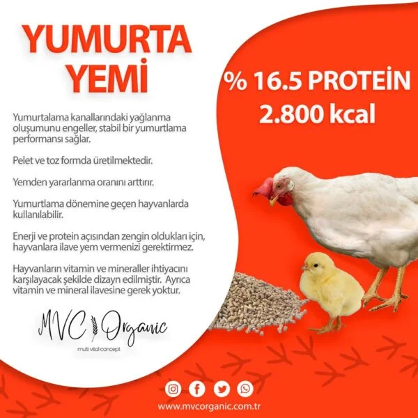 Yumurta-Yemi-(16HP)