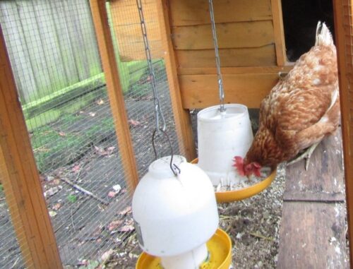 Yılsonu Fırsatı - Yumurta Yemi (16HP) photo review